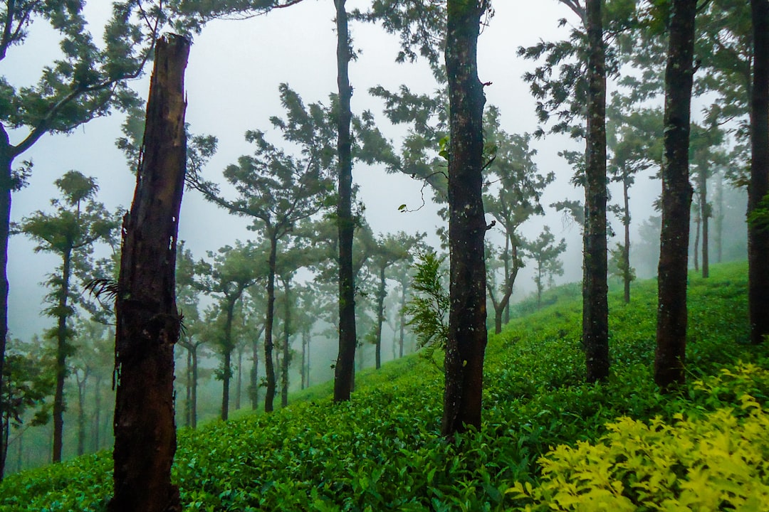 Forest photo spot Kerala Udhagamandalam