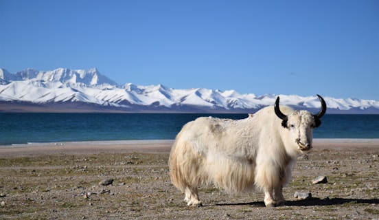 white cow on brown field during daytime