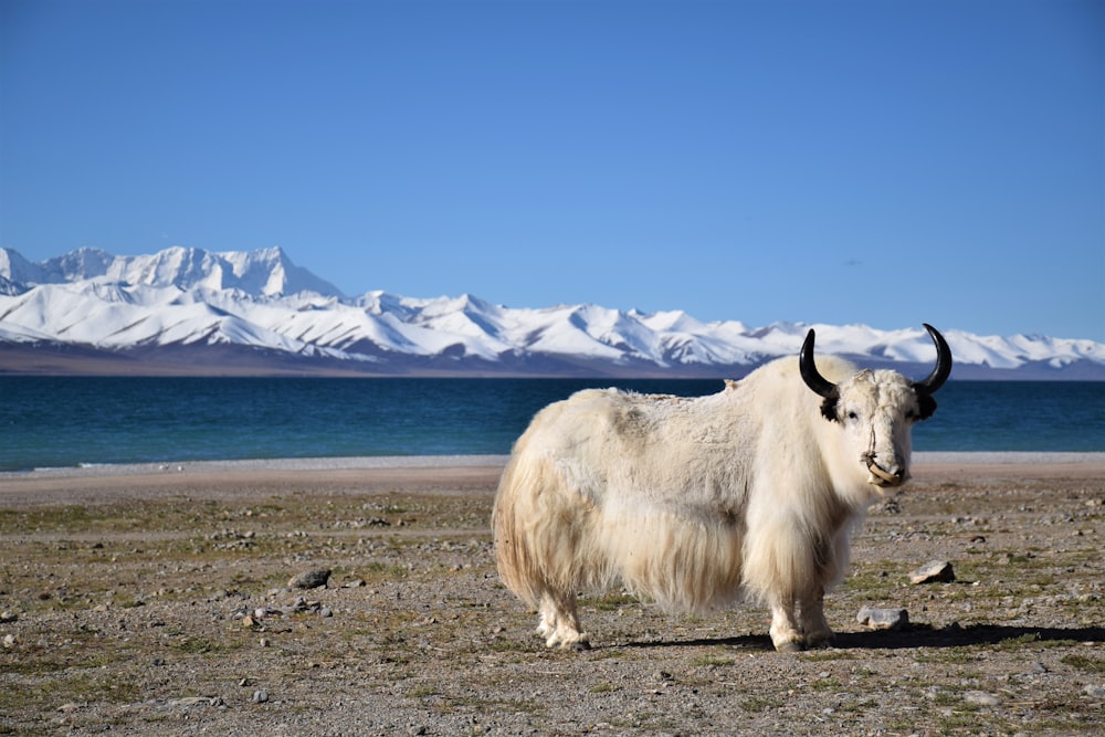 white cow on brown field during daytime