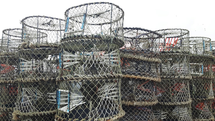 Seaspiracy - Raising Questions About The Fishing Industry