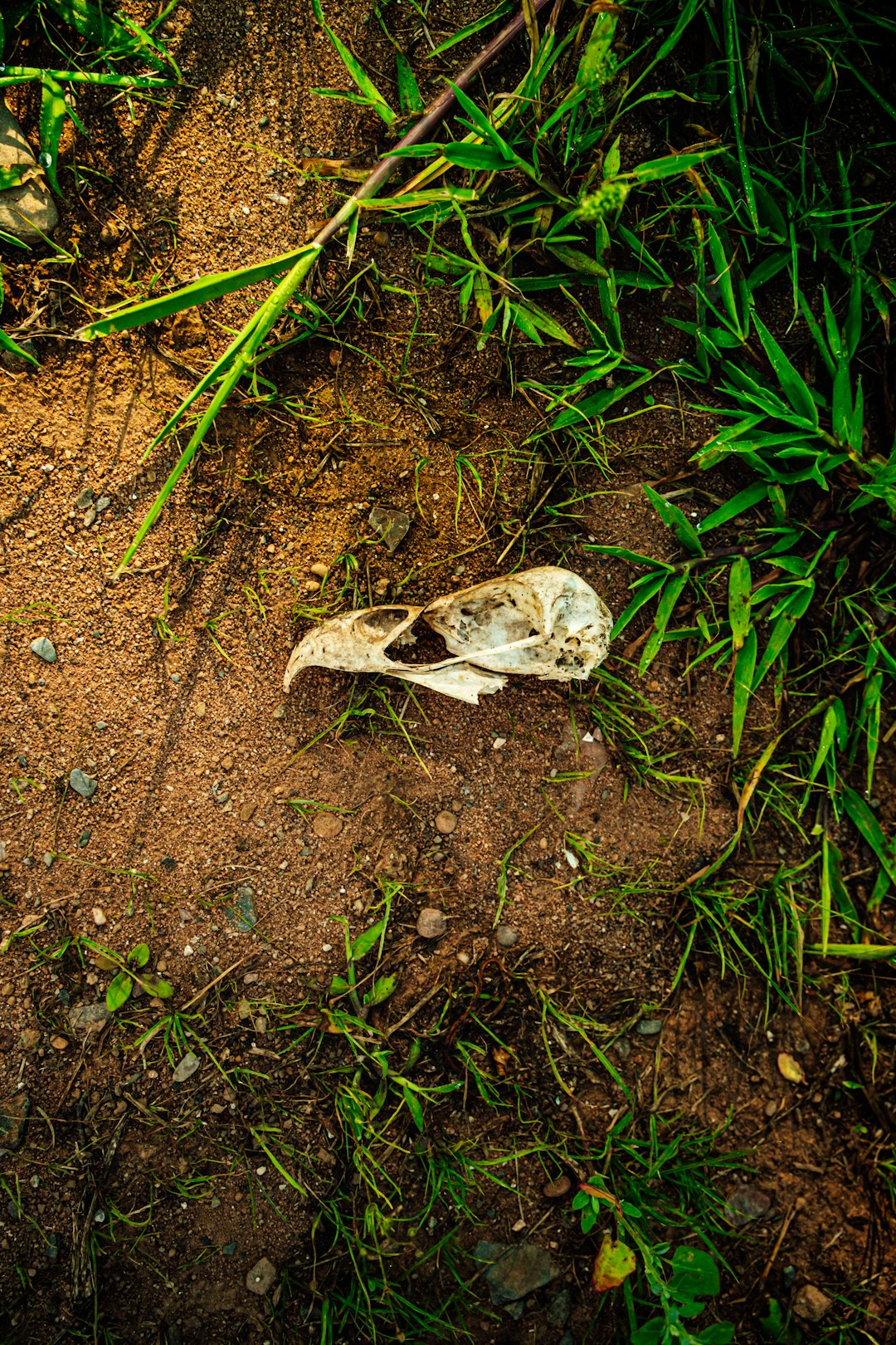 white and brown butterfly on brown soil