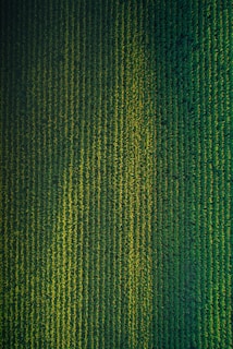 green and black striped textile