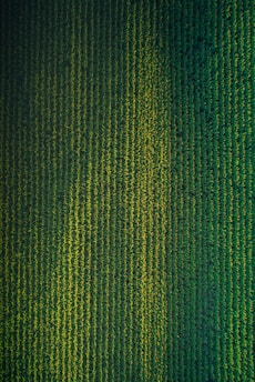 green and black striped textile