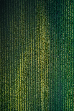 green and black striped textile