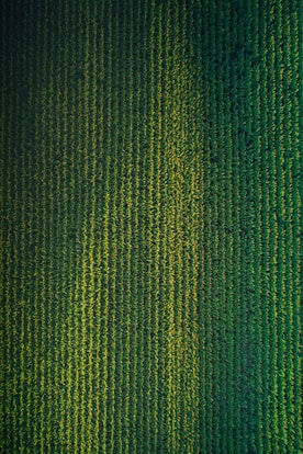 green and black striped textile
