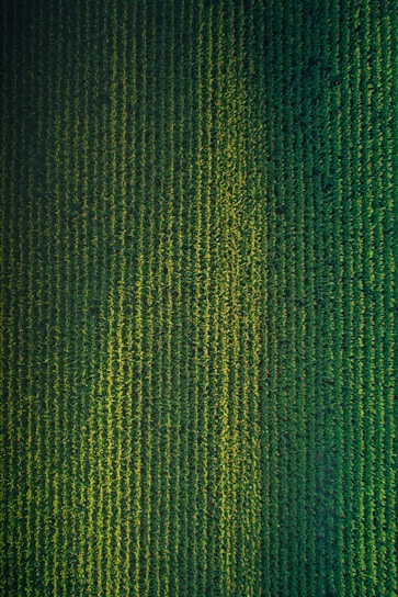 green and black striped textile