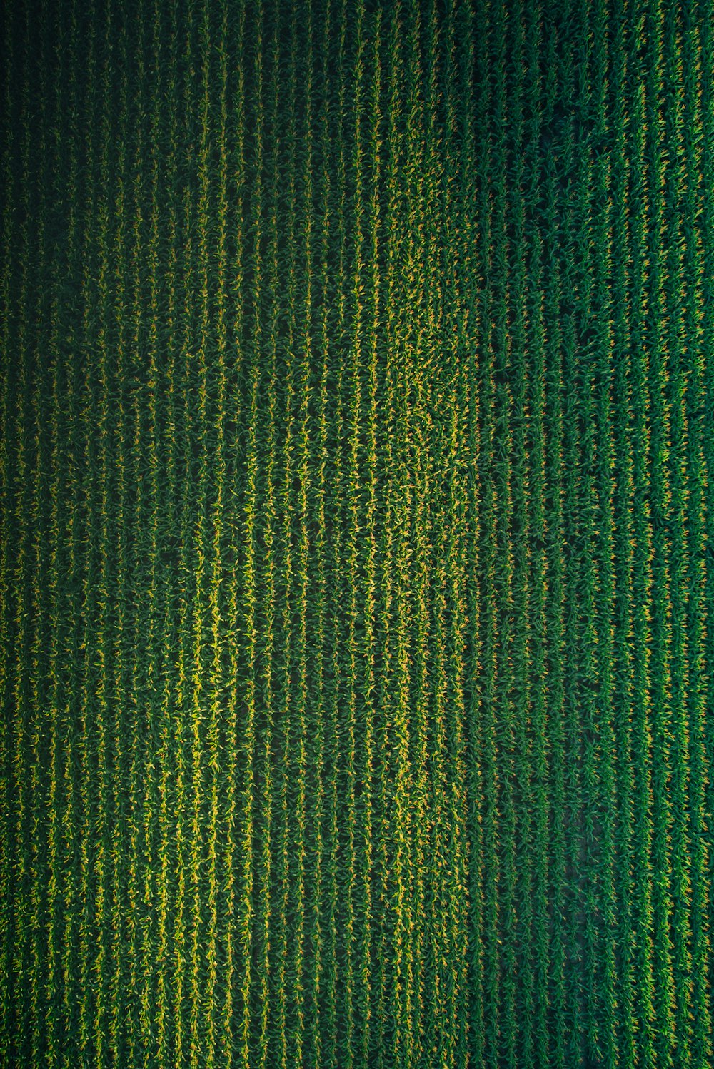 green and black striped textile