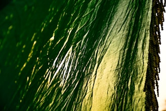 A detailed view of a textured, translucent fabric with a gradient of green to yellow. Sunlight creates an interplay of light and shadow, highlighting the crumpled surface design.