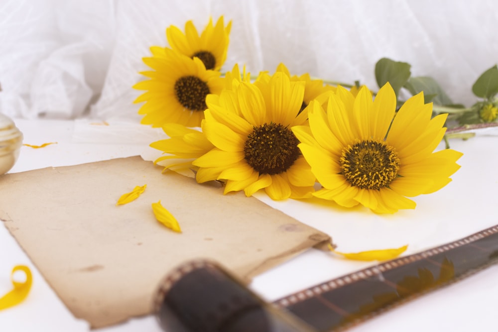 yellow sunflower on white table