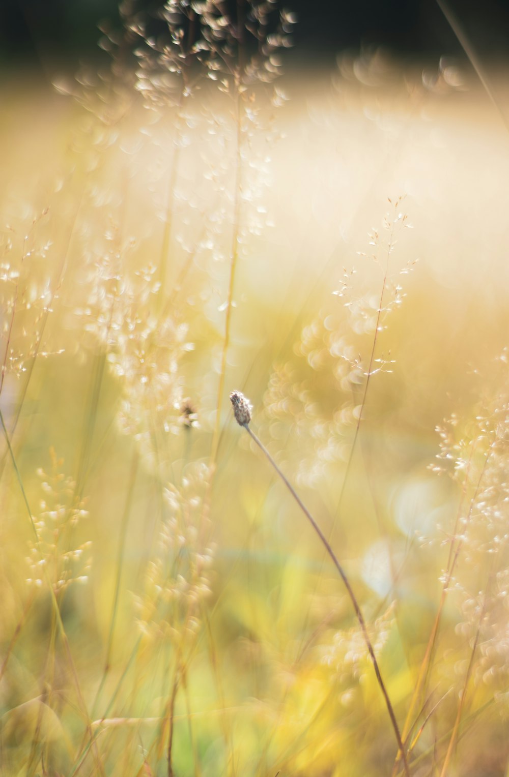 rosée d’eau sur l’herbe verte pendant la journée