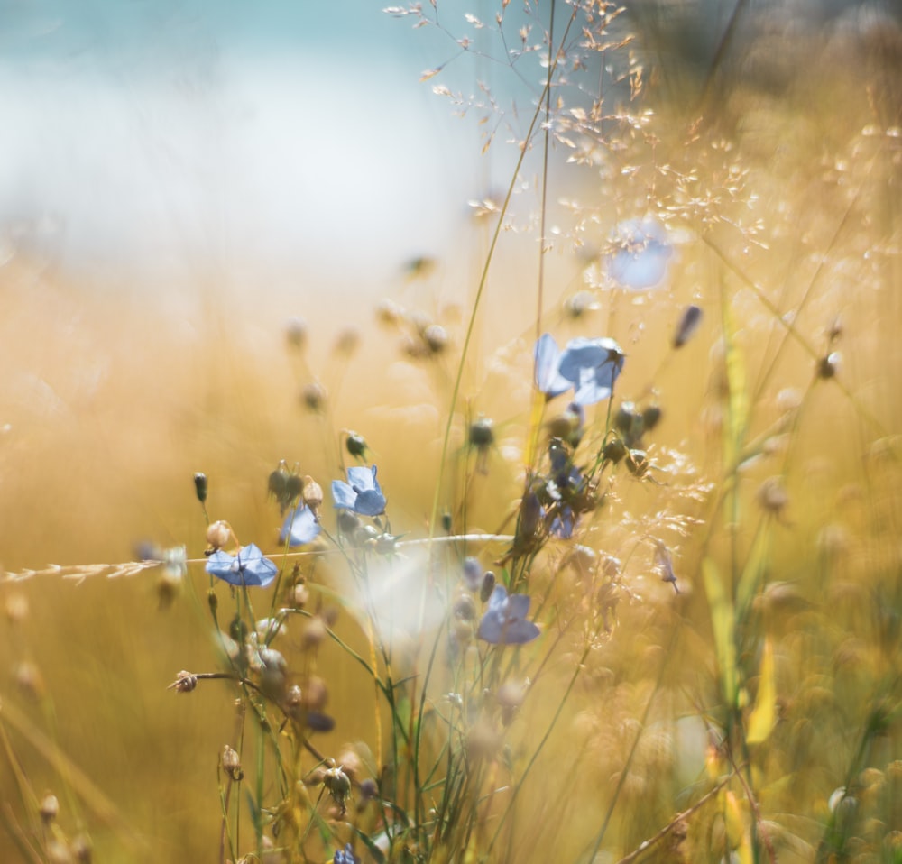 white and blue flowers under blue sky during daytime