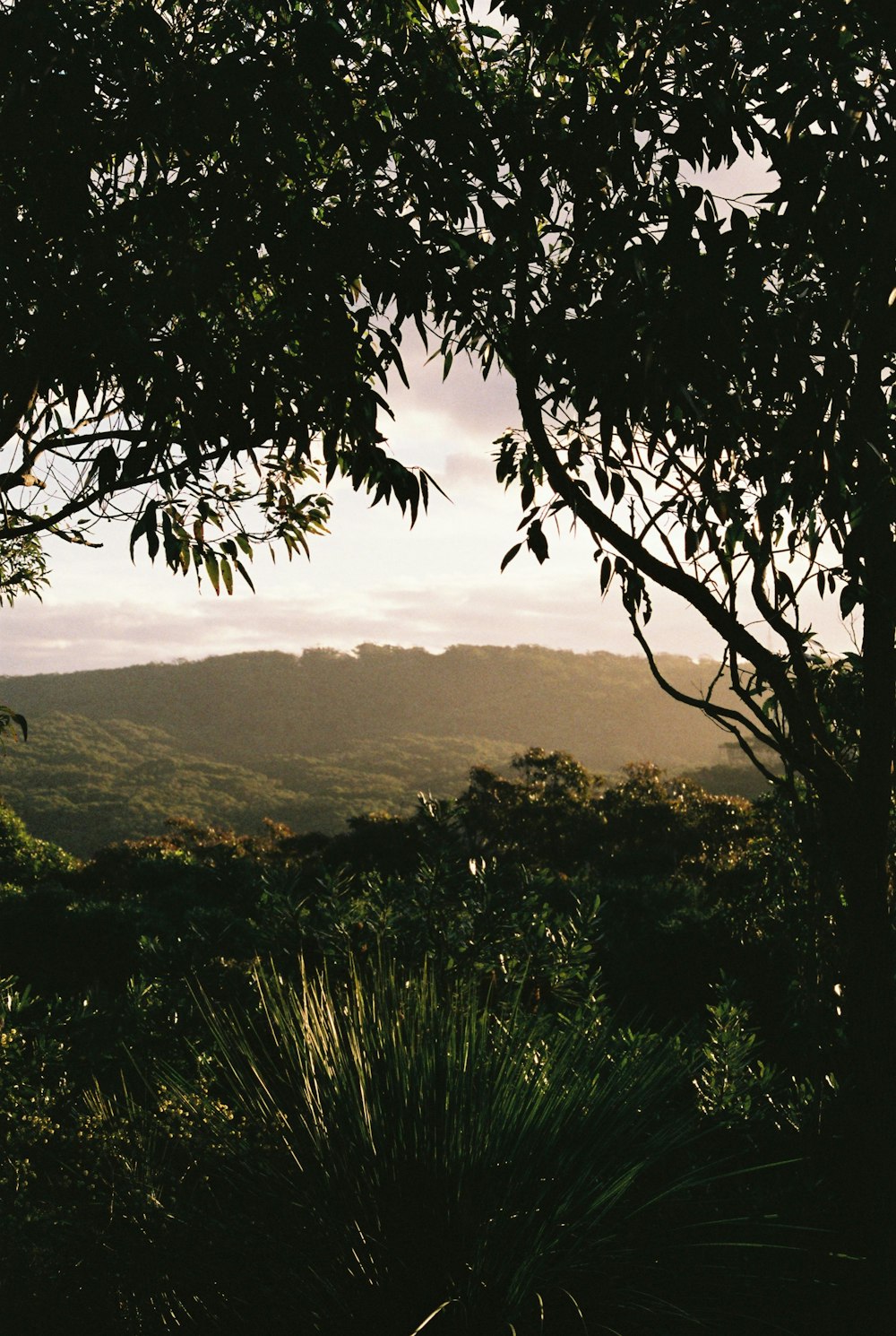 green trees on mountain during daytime