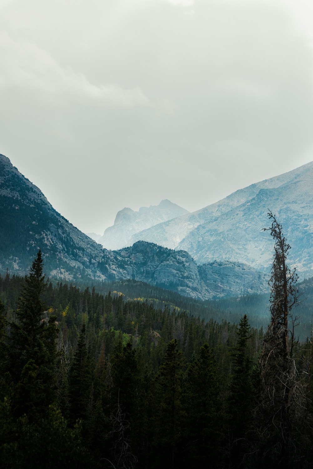 green pine trees near mountain under white sky during daytime