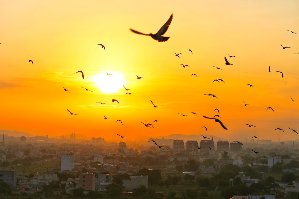 flock of birds flying over city during sunset