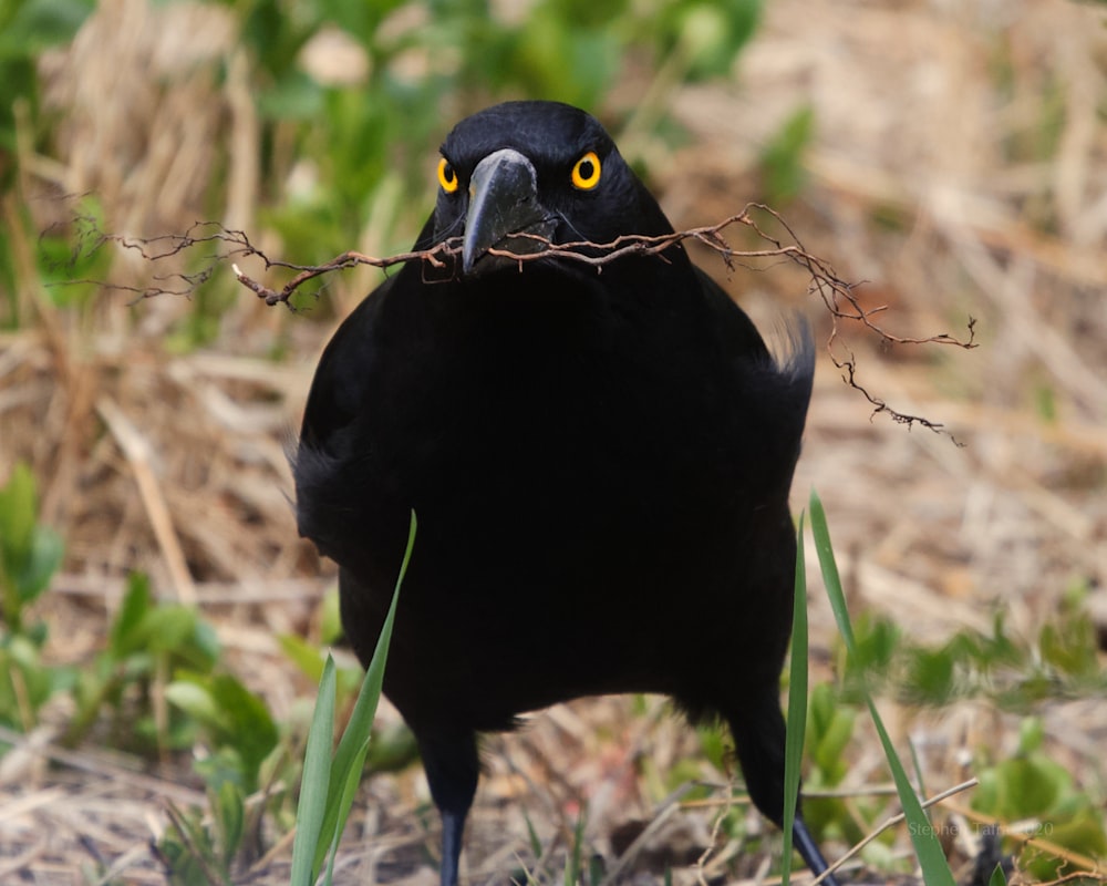 oiseau noir sur l’herbe verte pendant la journée