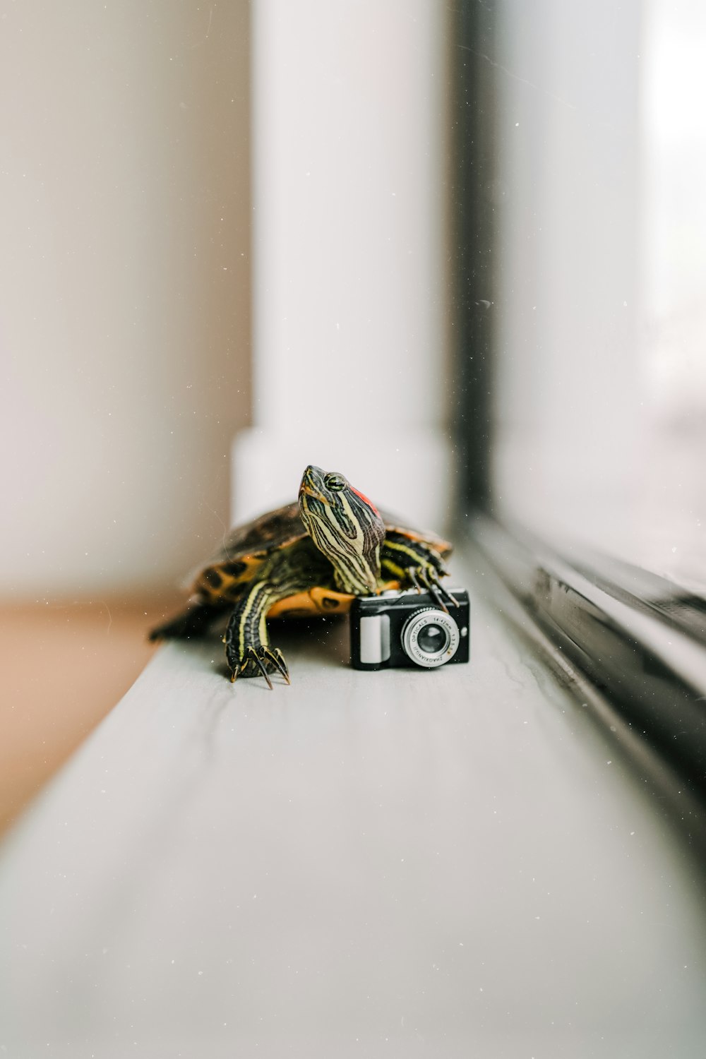 black and yellow turtle on white textile