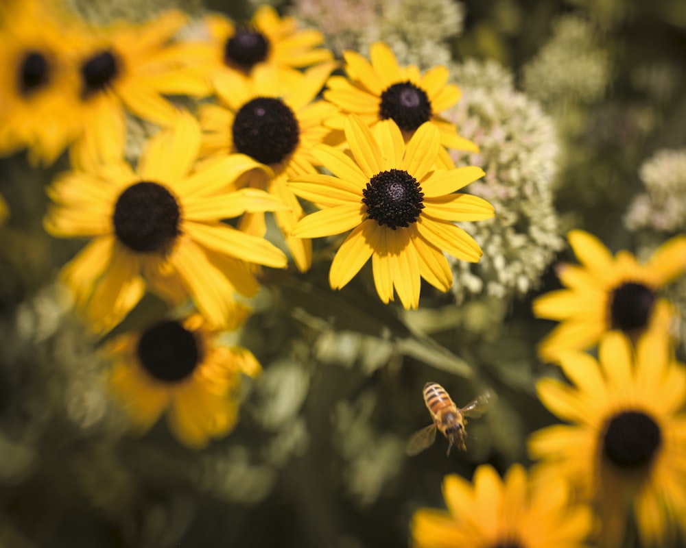 abeille sur tournesol jaune pendant la journée