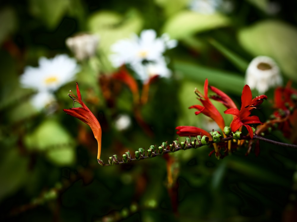 a close up of a plant with flowers in the background