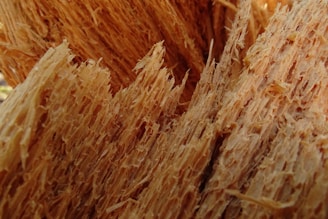 brown wheat in close up photography