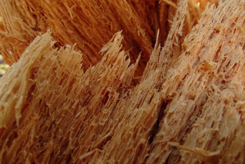 brown wheat in close up photography