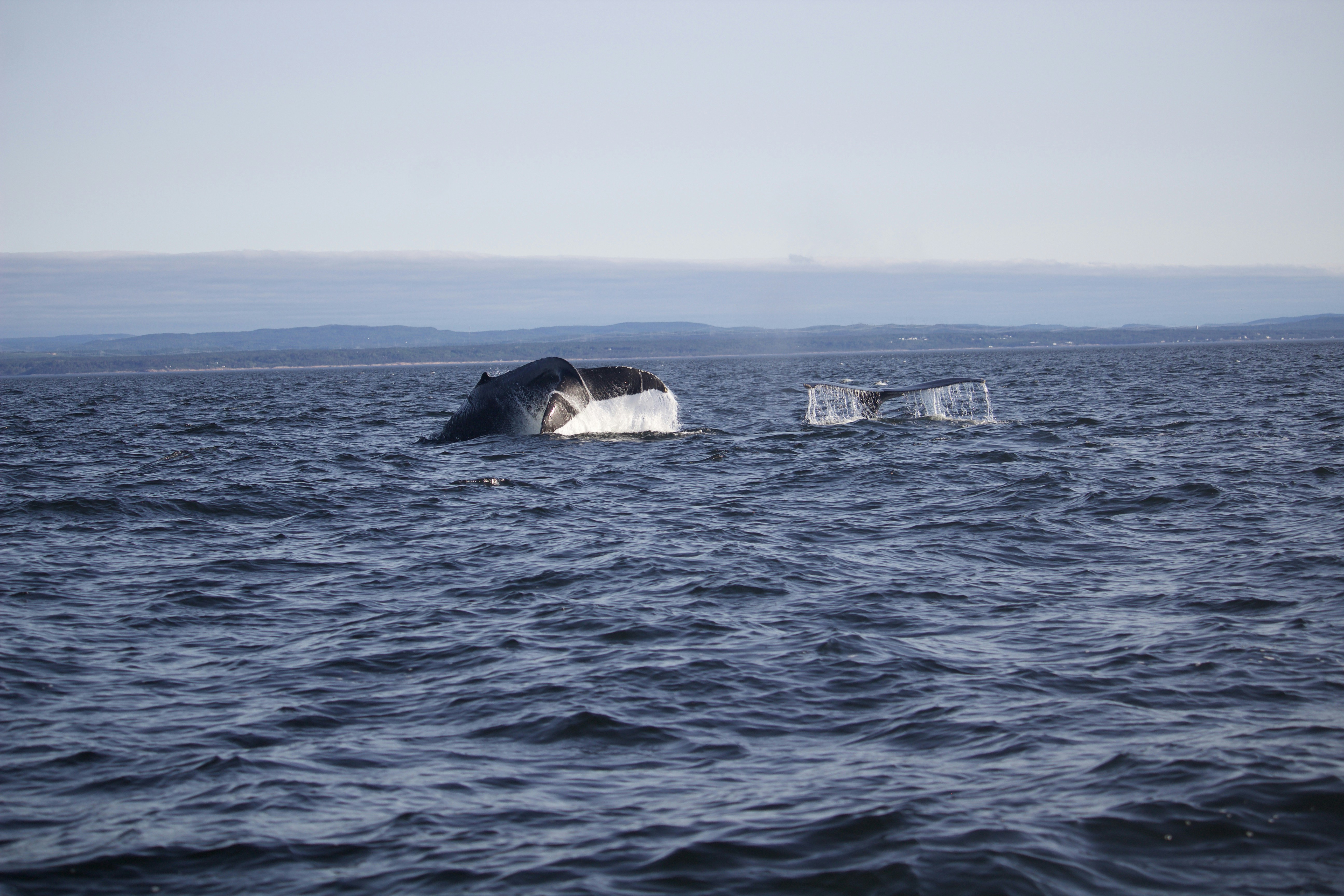 black whale on blue sea during daytime