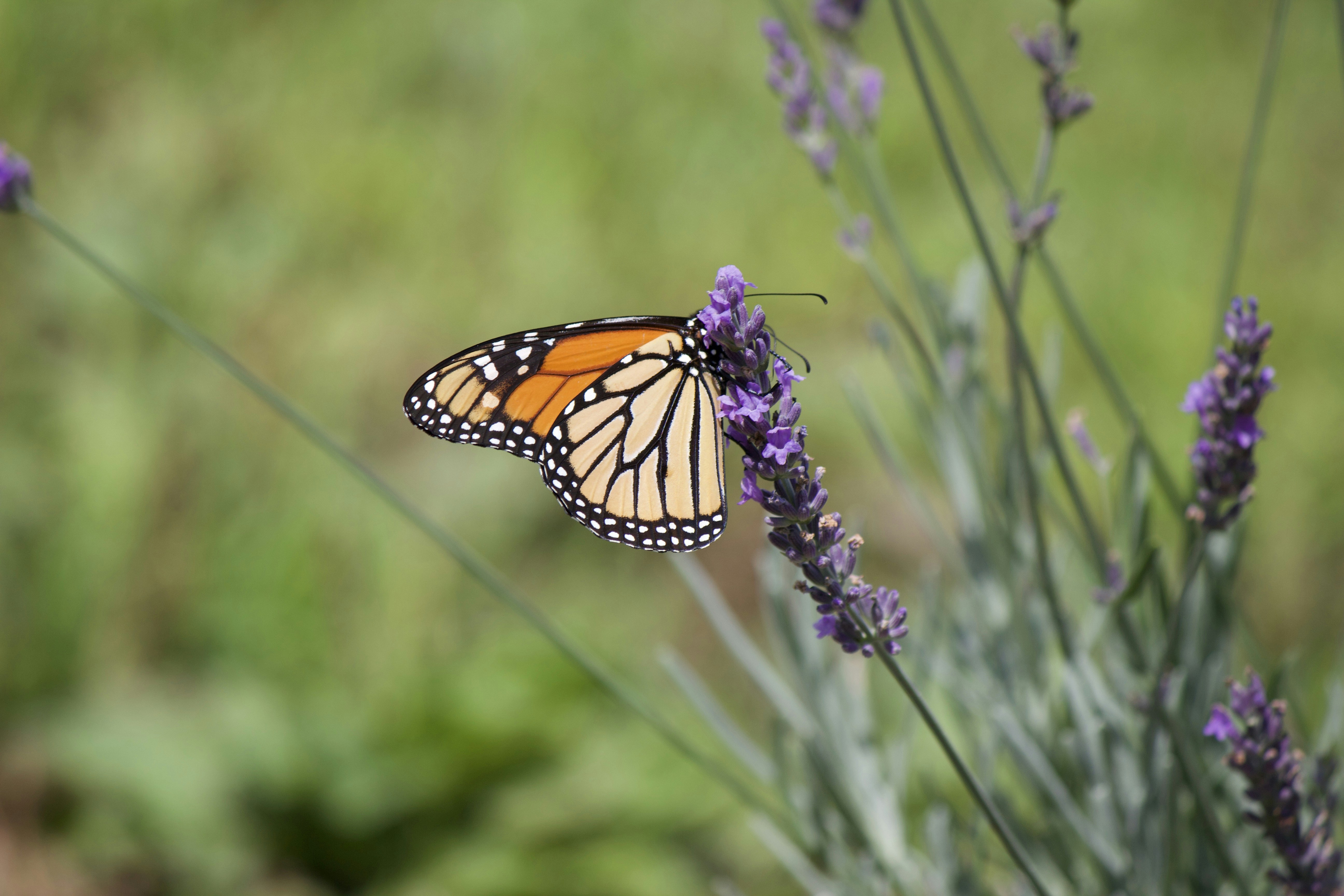 Photo by hellotonytheturtle