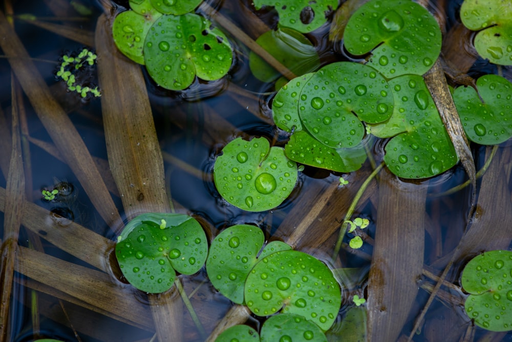 green water lilies on water