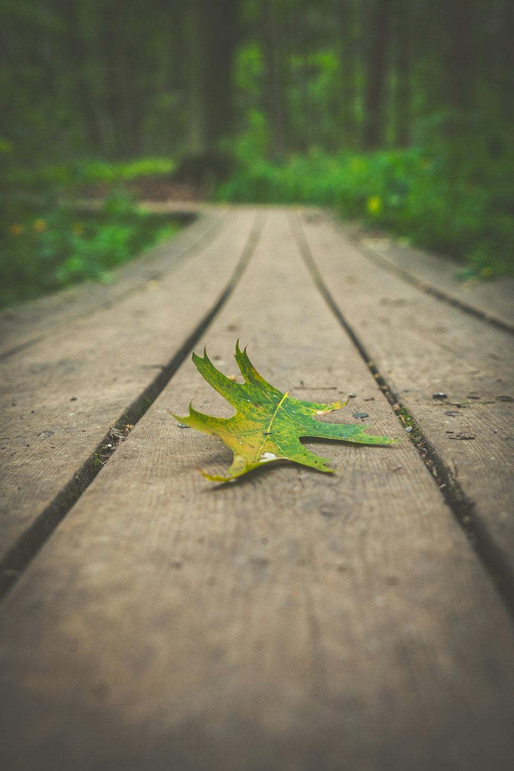 foglia d'acero verde su pavimento in cemento grigio