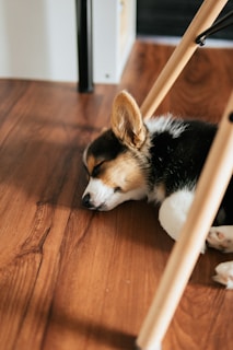 black white and brown short coated dog on brown wooden floor