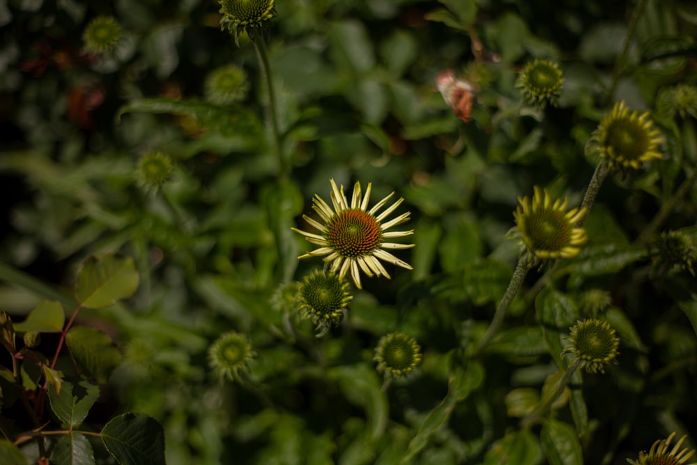 yellow and green flower in tilt shift lens