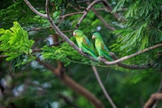 green bird on brown tree branch during daytime