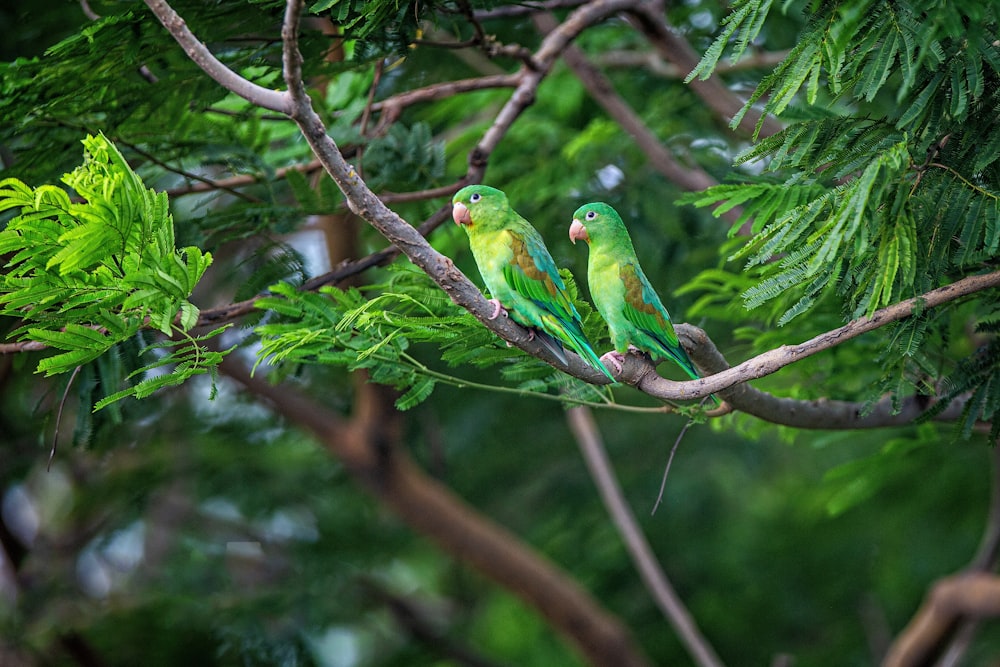 green bird on brown tree branch during daytime