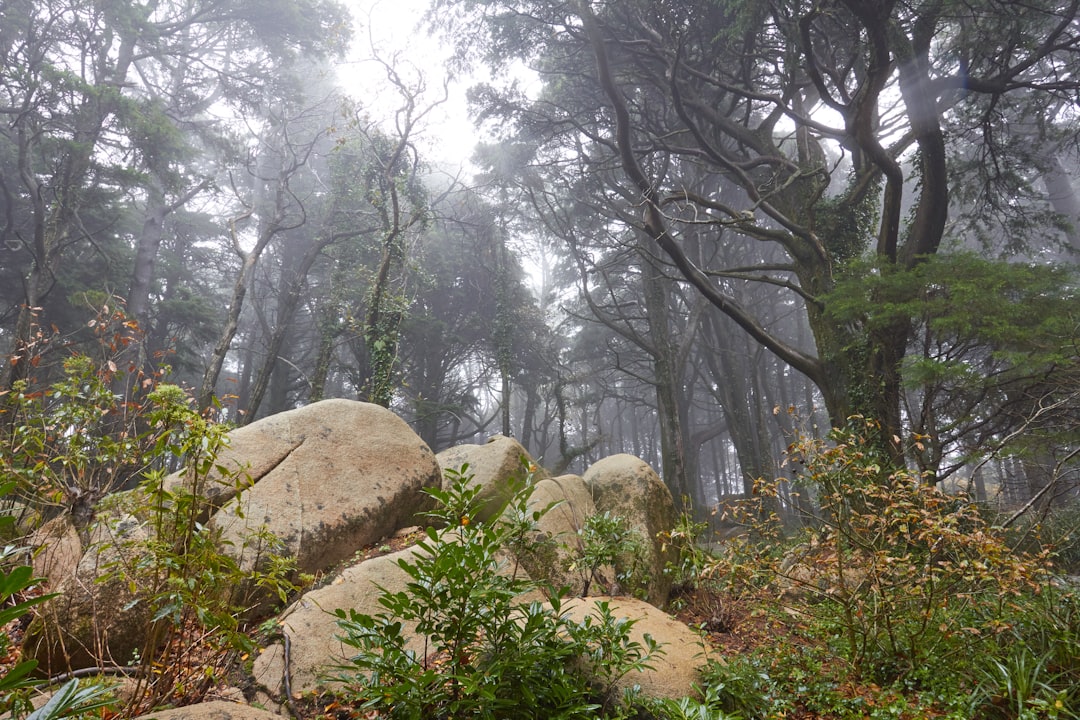 Nature reserve photo spot Sintra Castelo dos Mouros