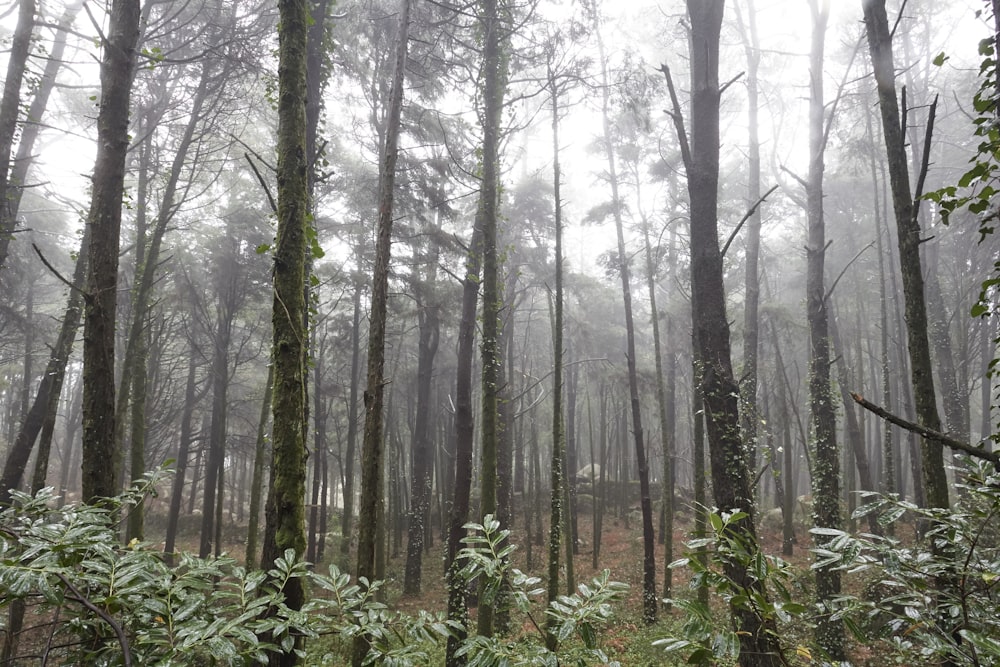 green plants and trees during daytime