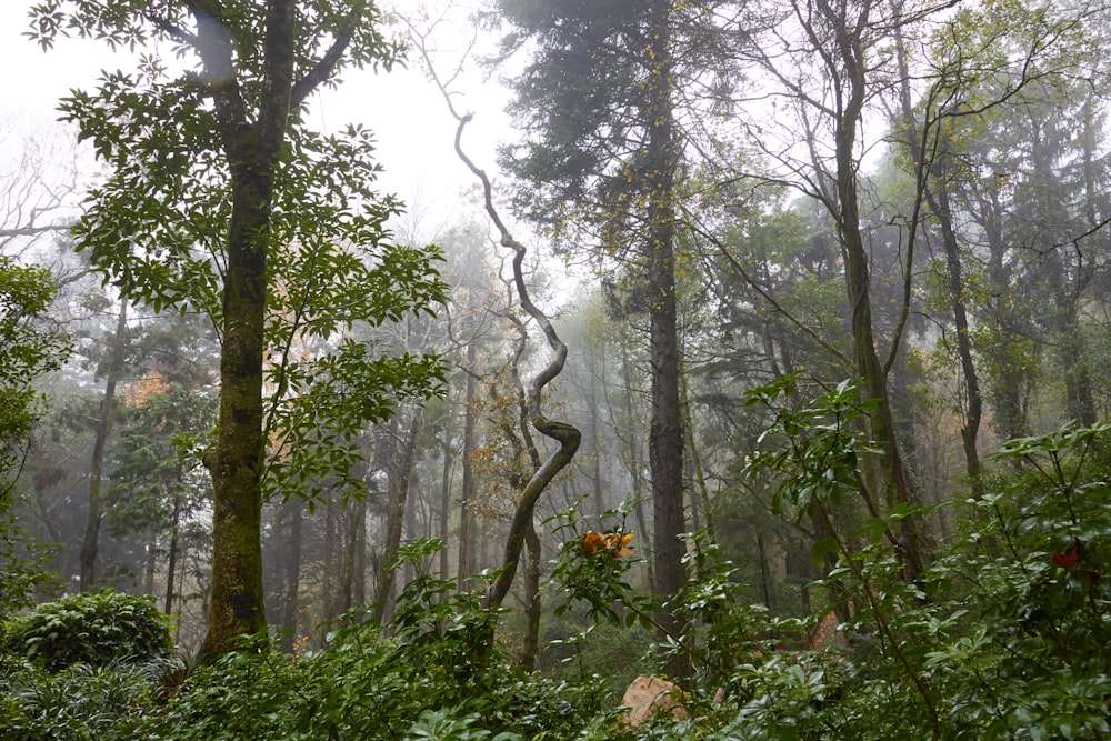 green trees and plants under white sky during daytime