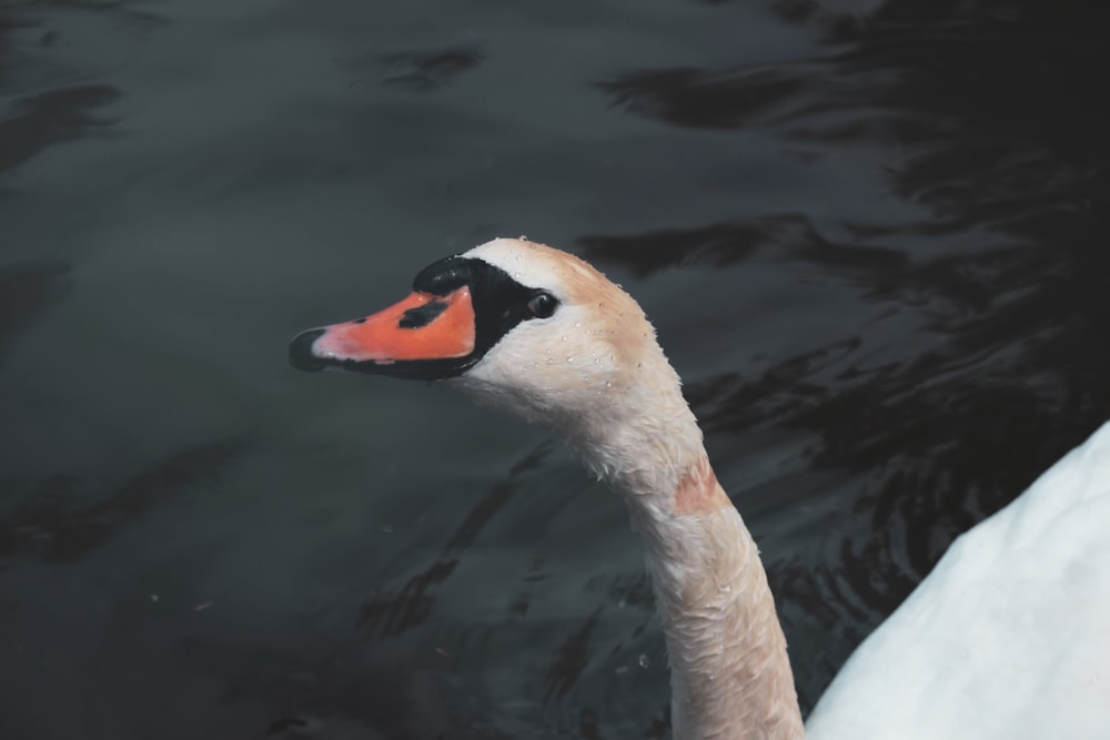 white swan on water during daytime