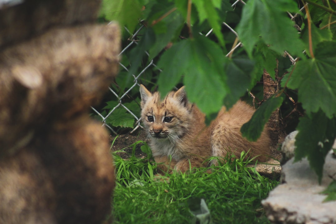 brown cat on green grass during daytime