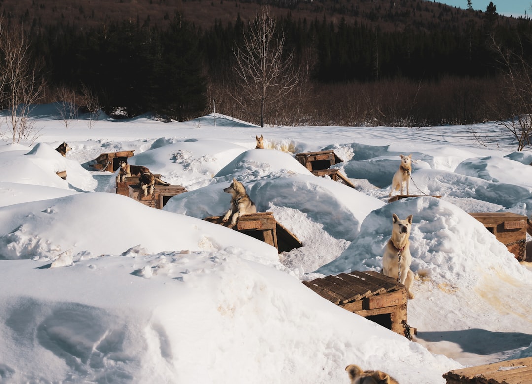 brown wooden house covered with snow during daytime