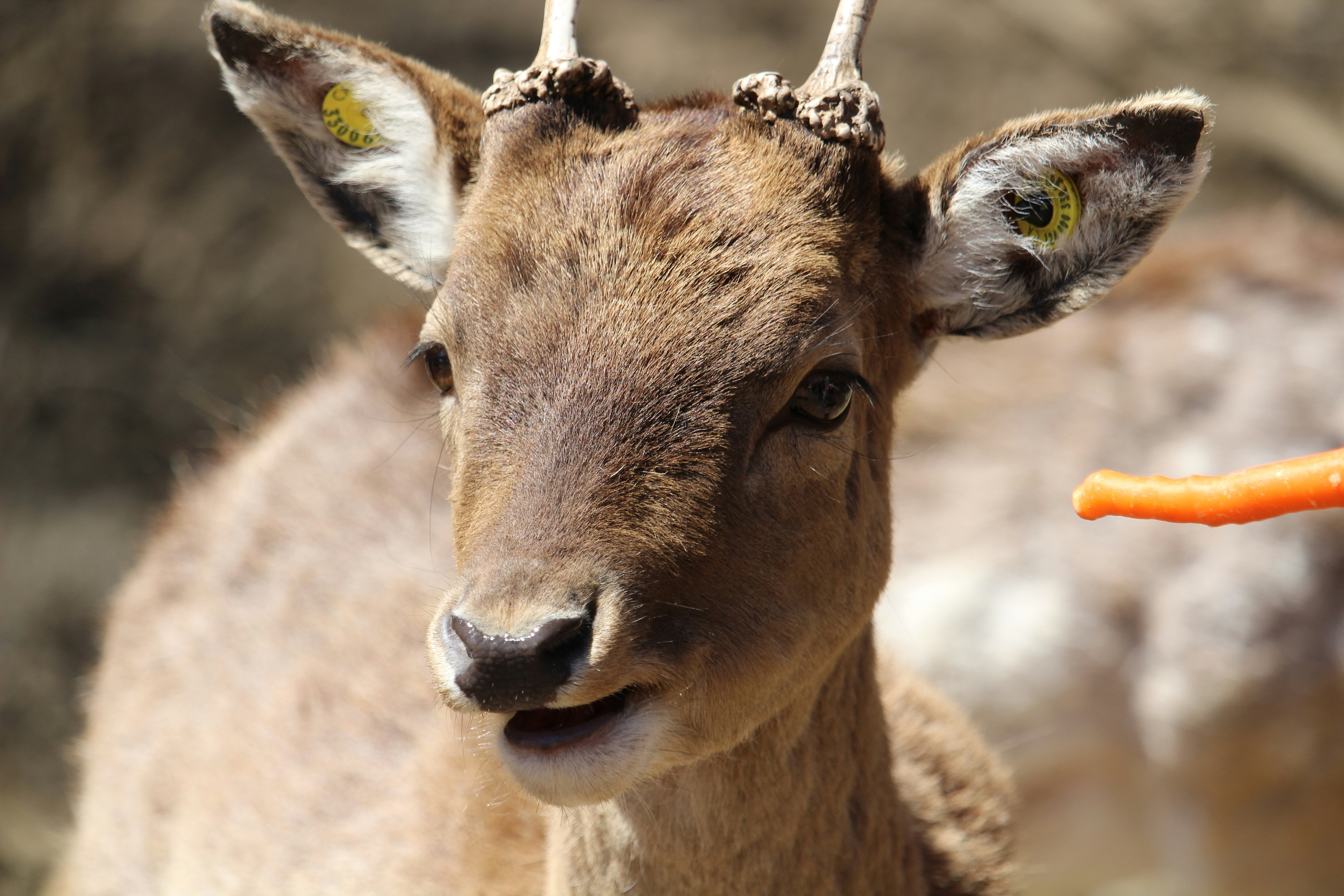 Photo by hellotonytheturtle