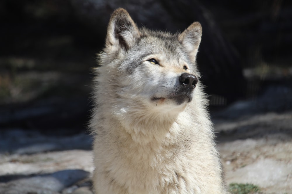 white wolf on gray rock