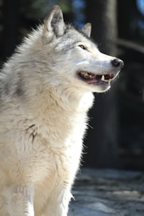 A large, gray-furred wolf is standing outdoors, looking to the right. The wolf's thick, fluffy fur appears to be in good condition, and it has an open mouth, showing its teeth. The background features blurred trees.