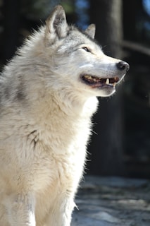 A large, gray-furred wolf is standing outdoors, looking to the right. The wolf's thick, fluffy fur appears to be in good condition, and it has an open mouth, showing its teeth. The background features blurred trees.