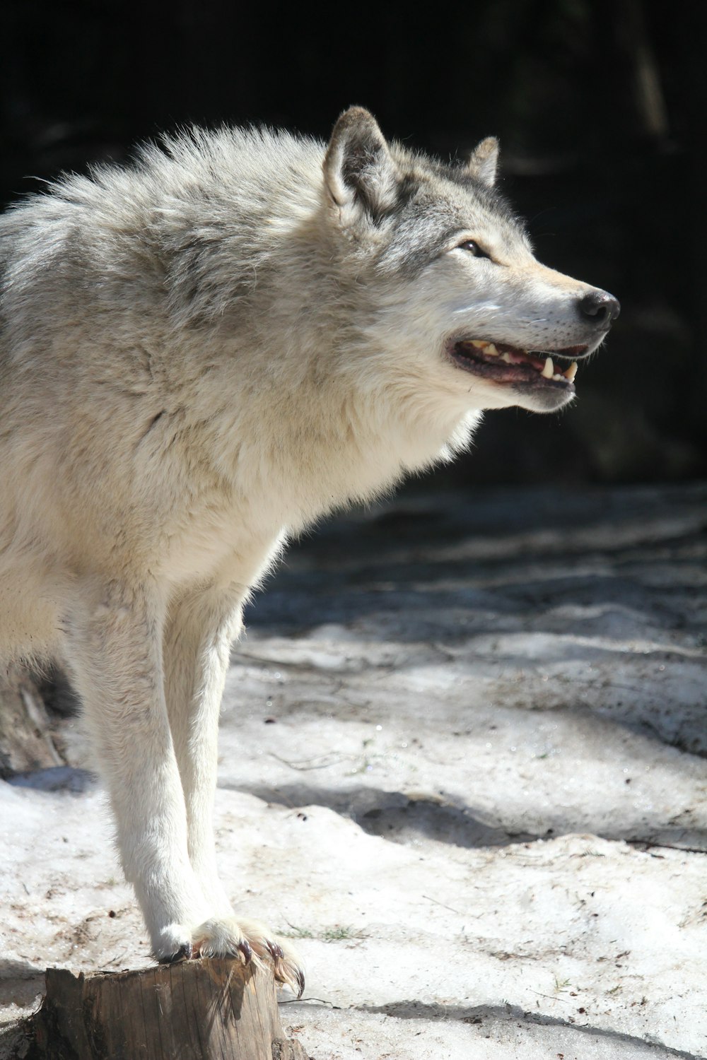 white wolf walking on snow covered ground during daytime