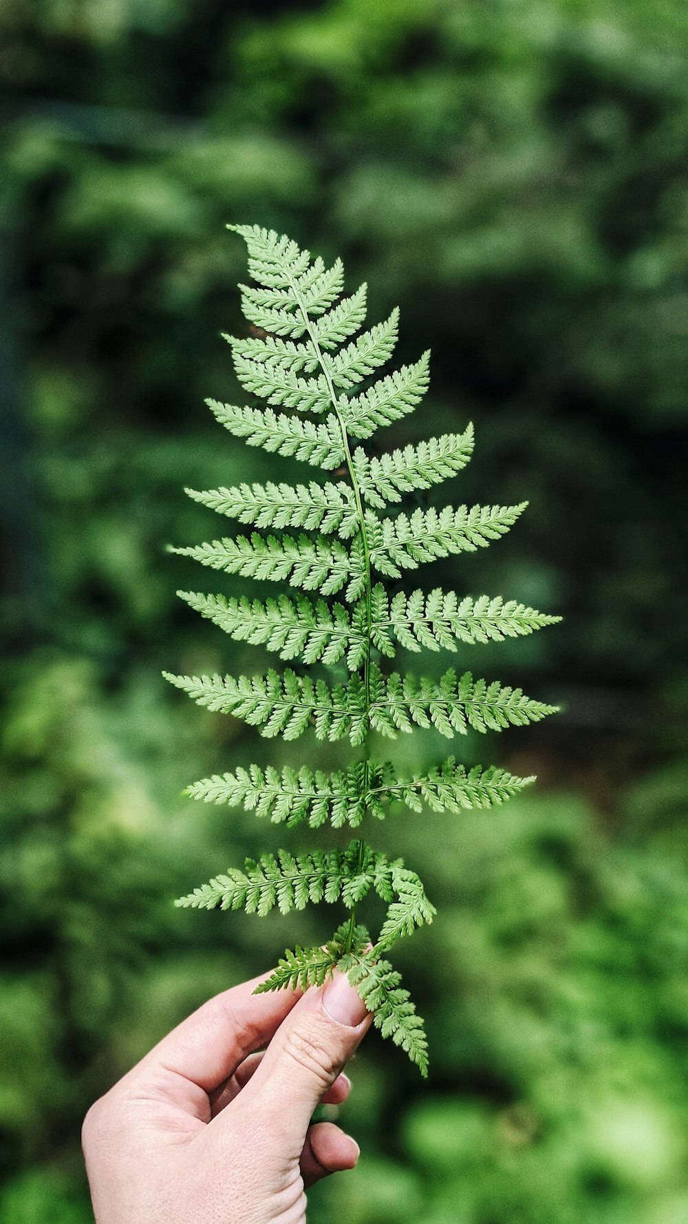 Plante de fougère verte en photographie en gros plan