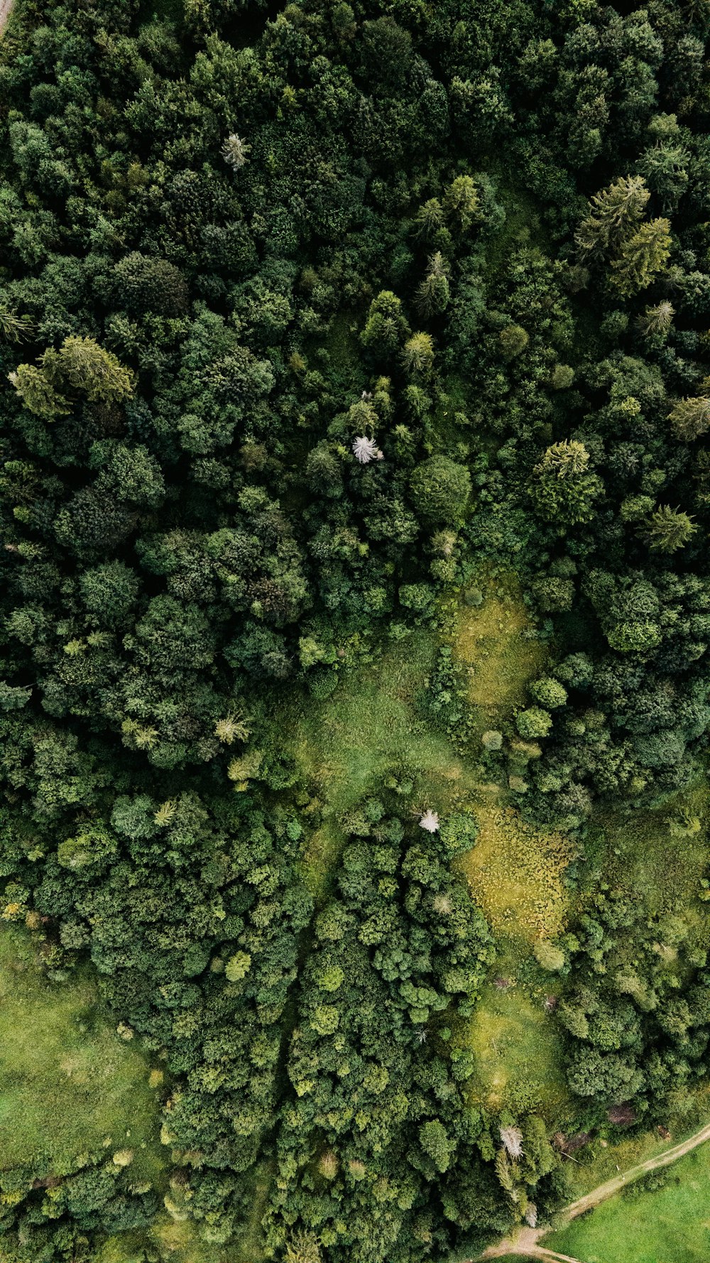 green moss on body of water