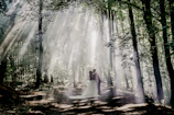 Sunlight filtering through trees onto a couple sharing a quiet moment.
