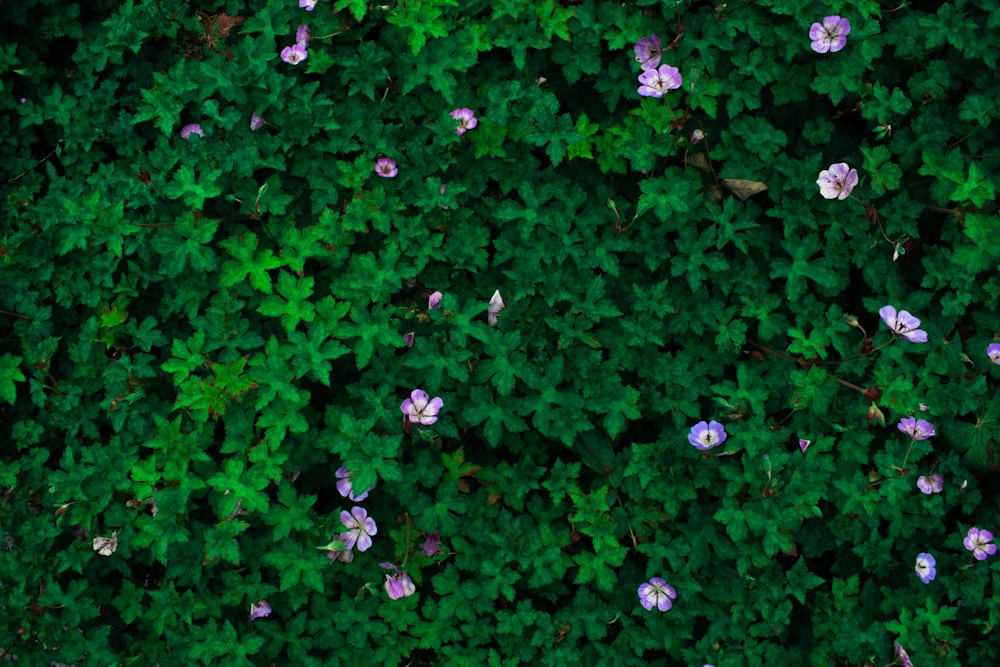 pink flowers with green leaves