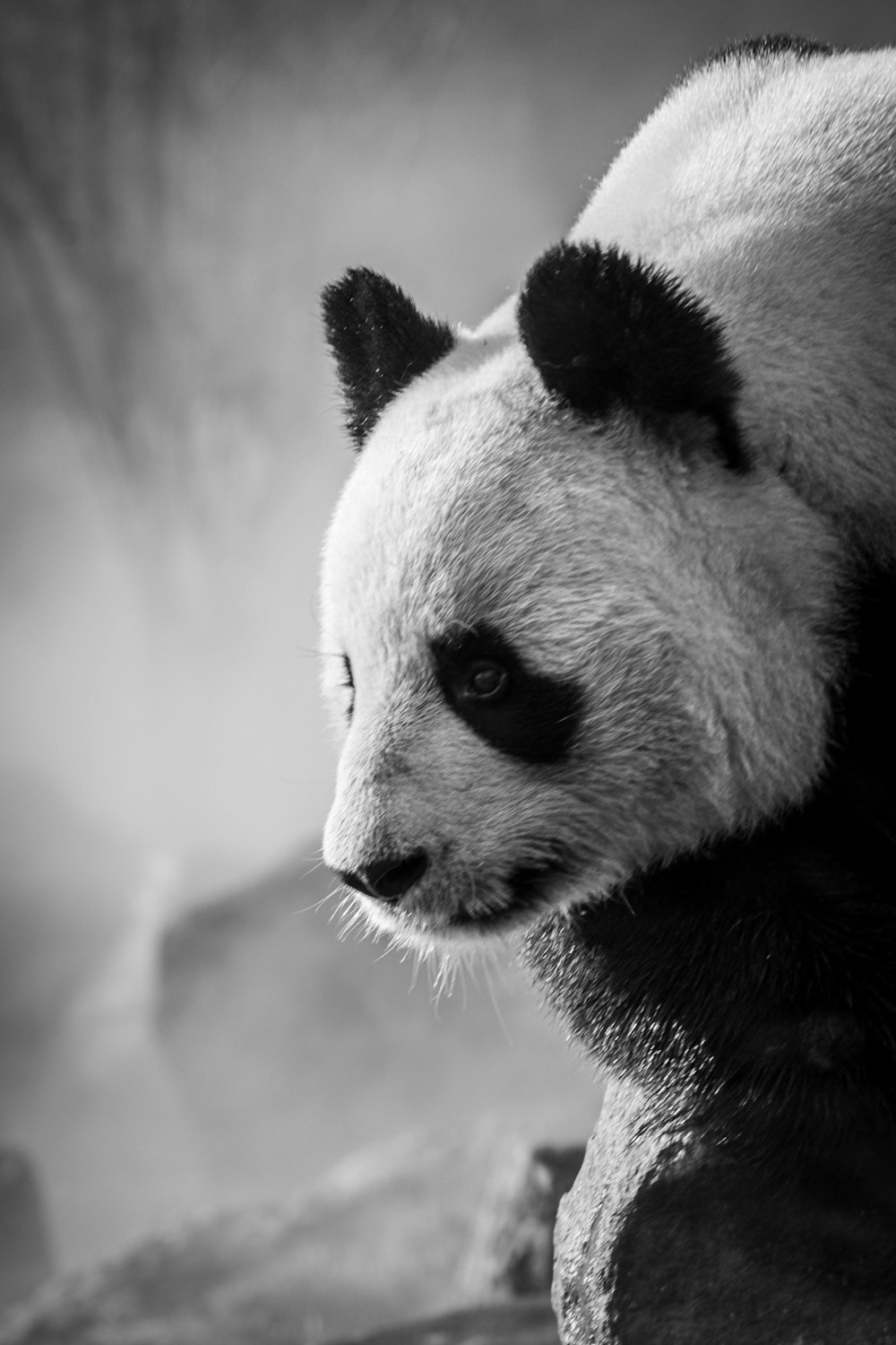 Panda Wallpapers: Free HD Download