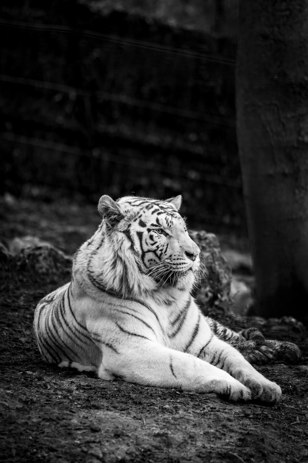 Tigre Pictures | Download Free Images on Unsplash