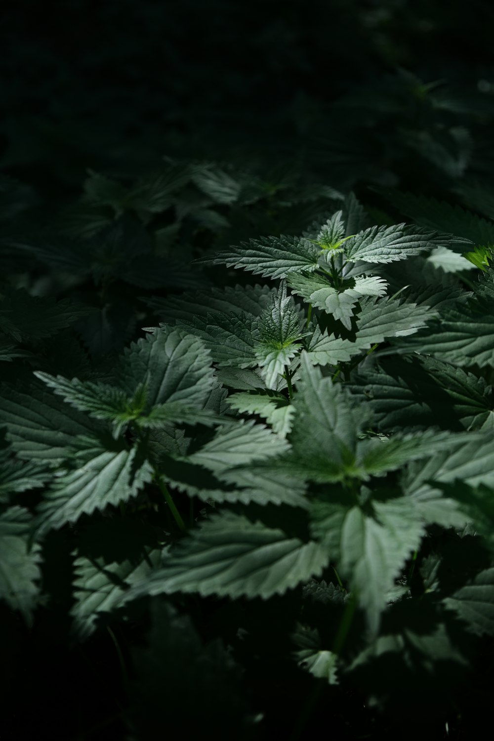 green leaves in close up photography